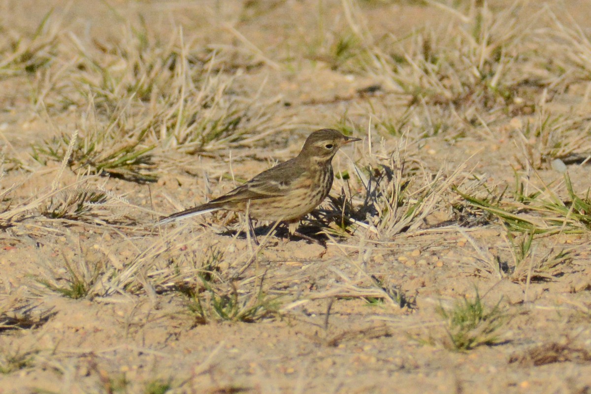 American Pipit (rubescens Group) - ML615567928