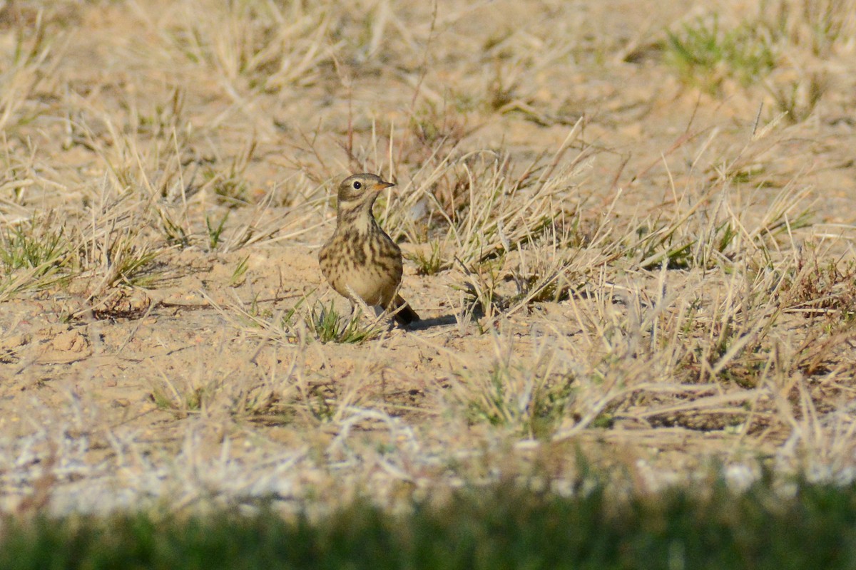 American Pipit (rubescens Group) - ML615567930