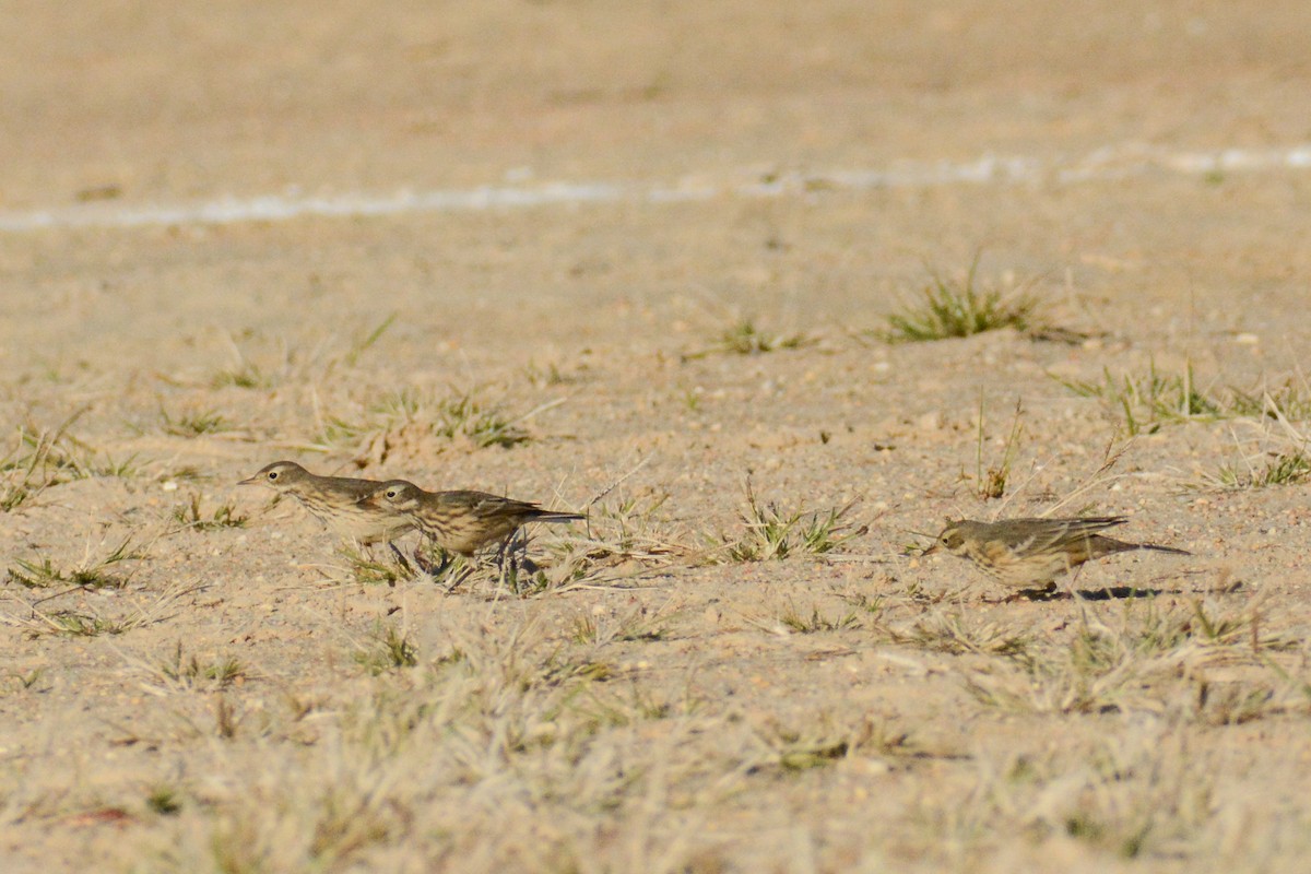 American Pipit (rubescens Group) - ML615567931