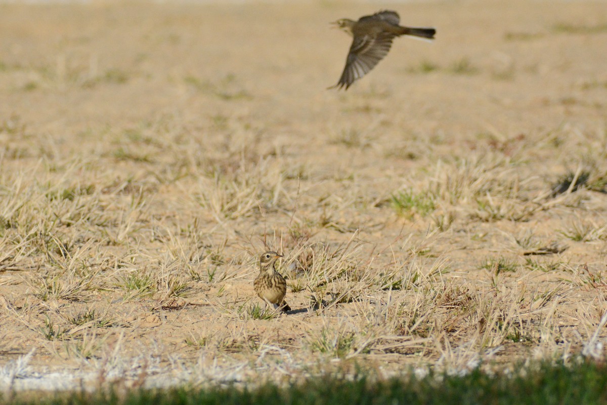 American Pipit (rubescens Group) - ML615567932
