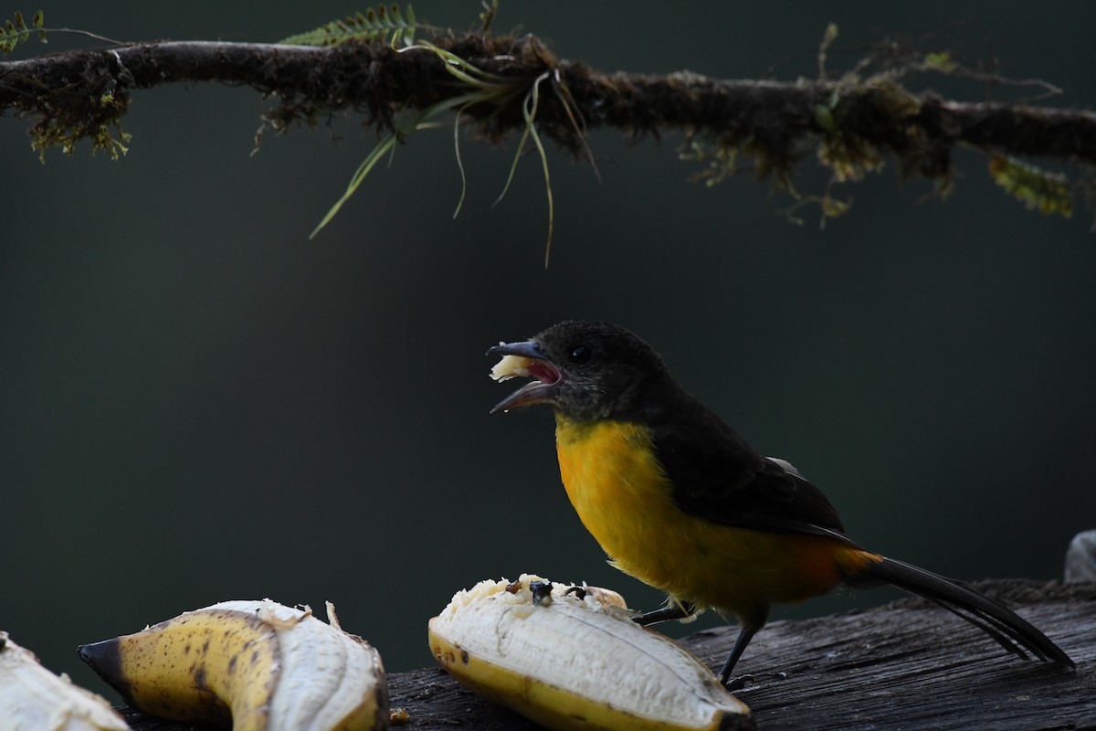 Flame-rumped Tanager - ML615567976
