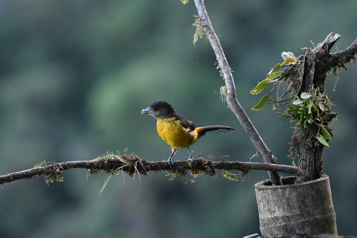 Flame-rumped Tanager - ML615567983