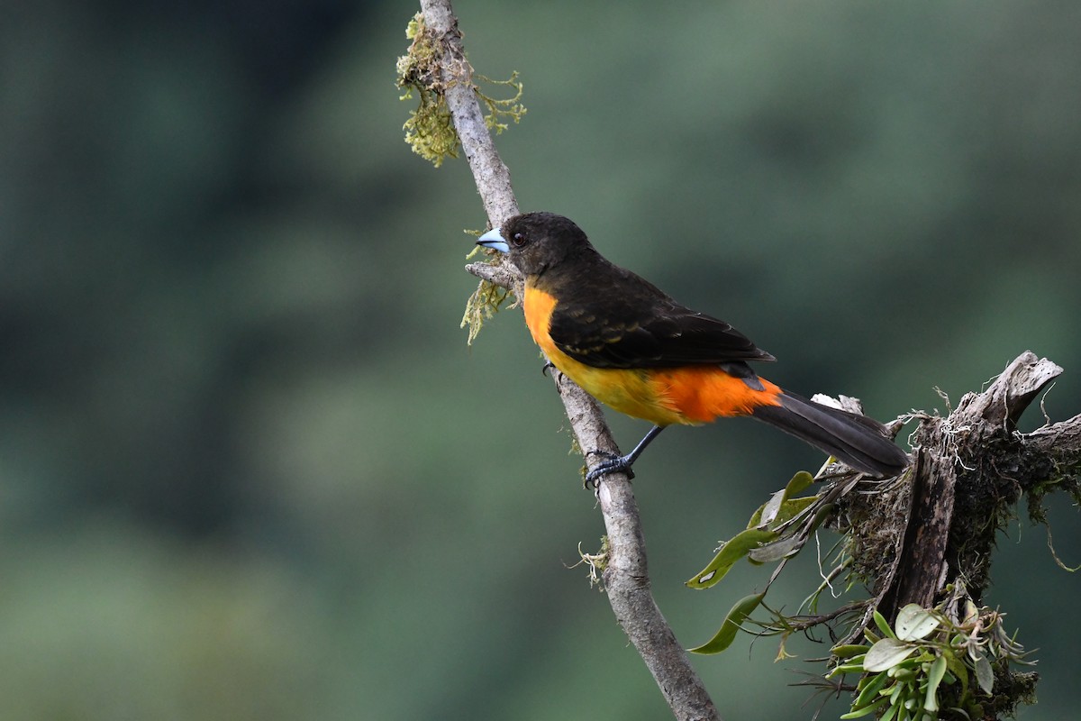 Flame-rumped Tanager - ML615567984