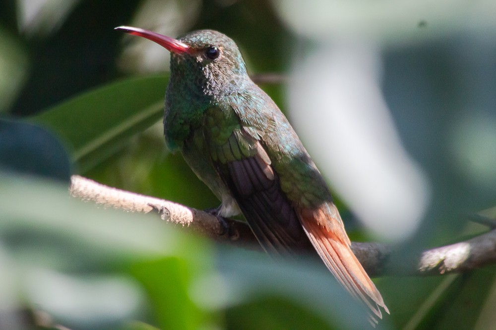Rufous-tailed Hummingbird - ML615567996