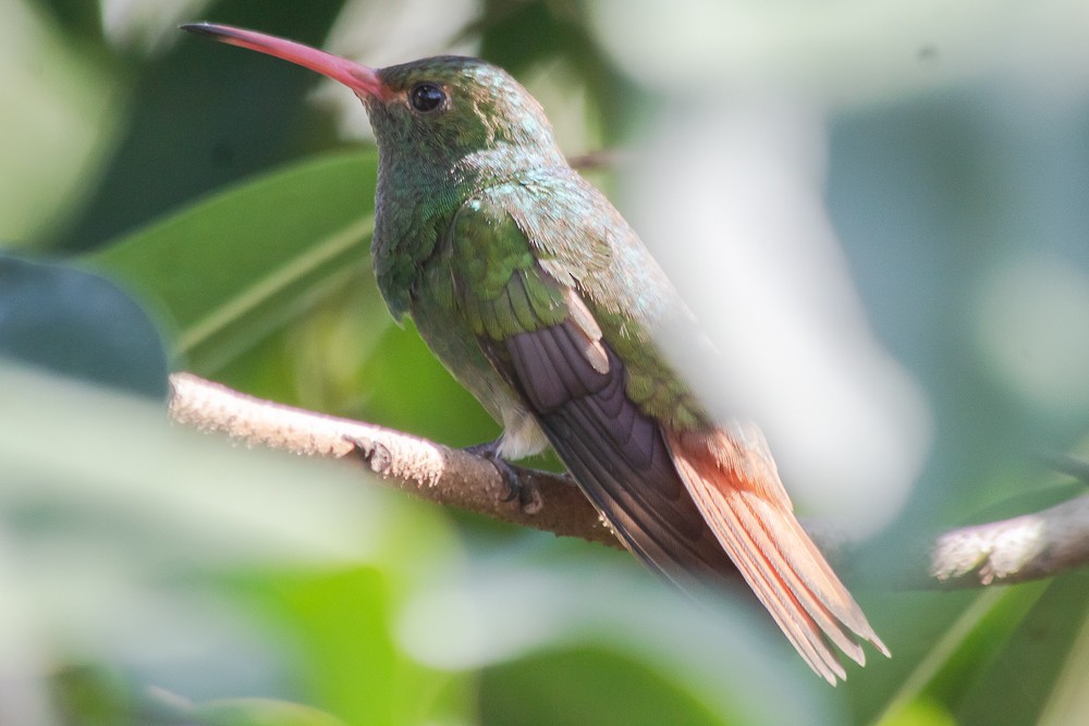 Rufous-tailed Hummingbird - ML615567997