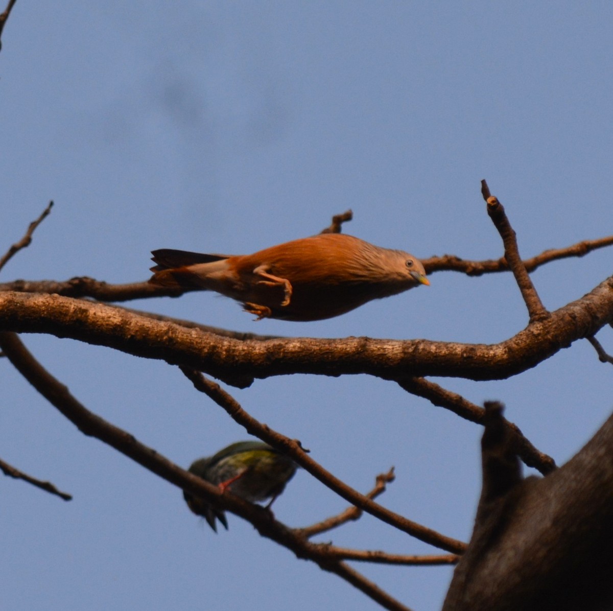 Chestnut-tailed Starling - ML615568002