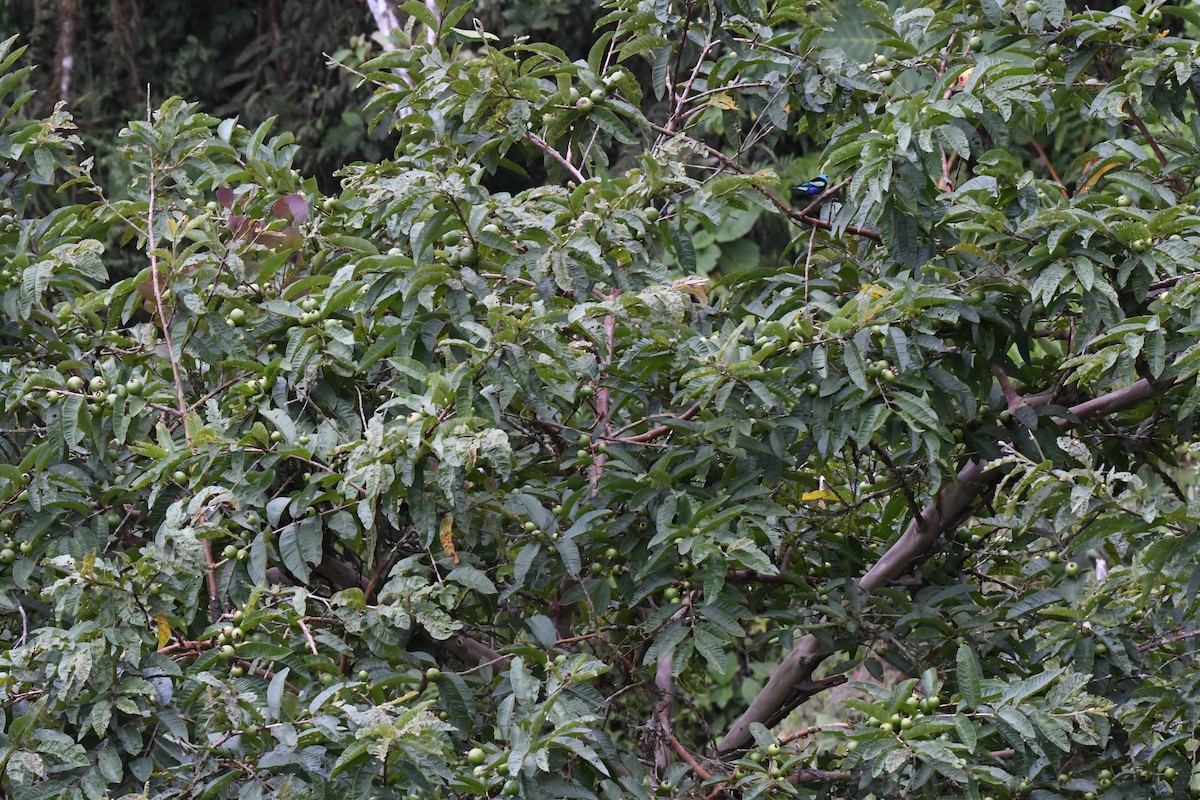 Blue-necked Tanager - ML615568035