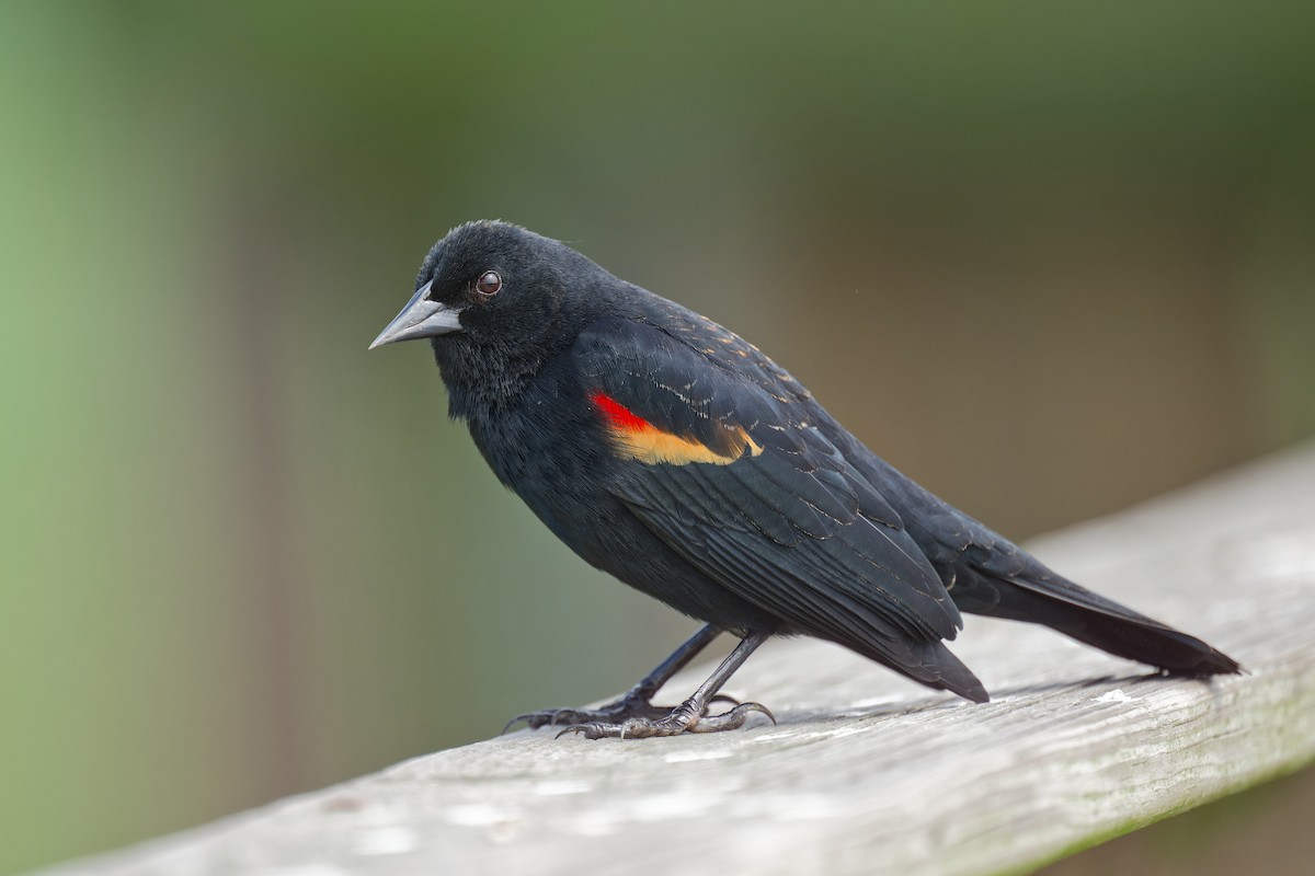 Red-winged Blackbird - ML615568404
