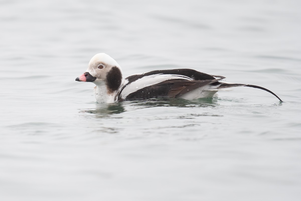Long-tailed Duck - ML615568426