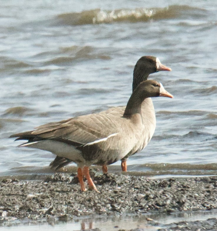 Greater White-fronted Goose - ML615568567