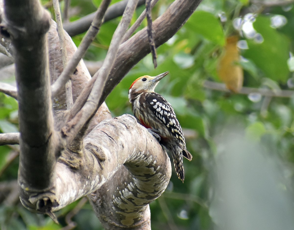Yellow-crowned Woodpecker - Kausthubh K Nair