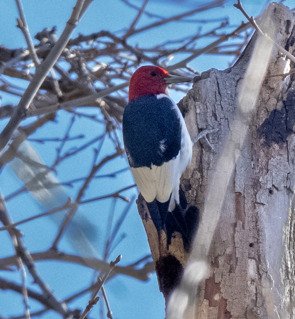 Red-headed Woodpecker - ML615568636