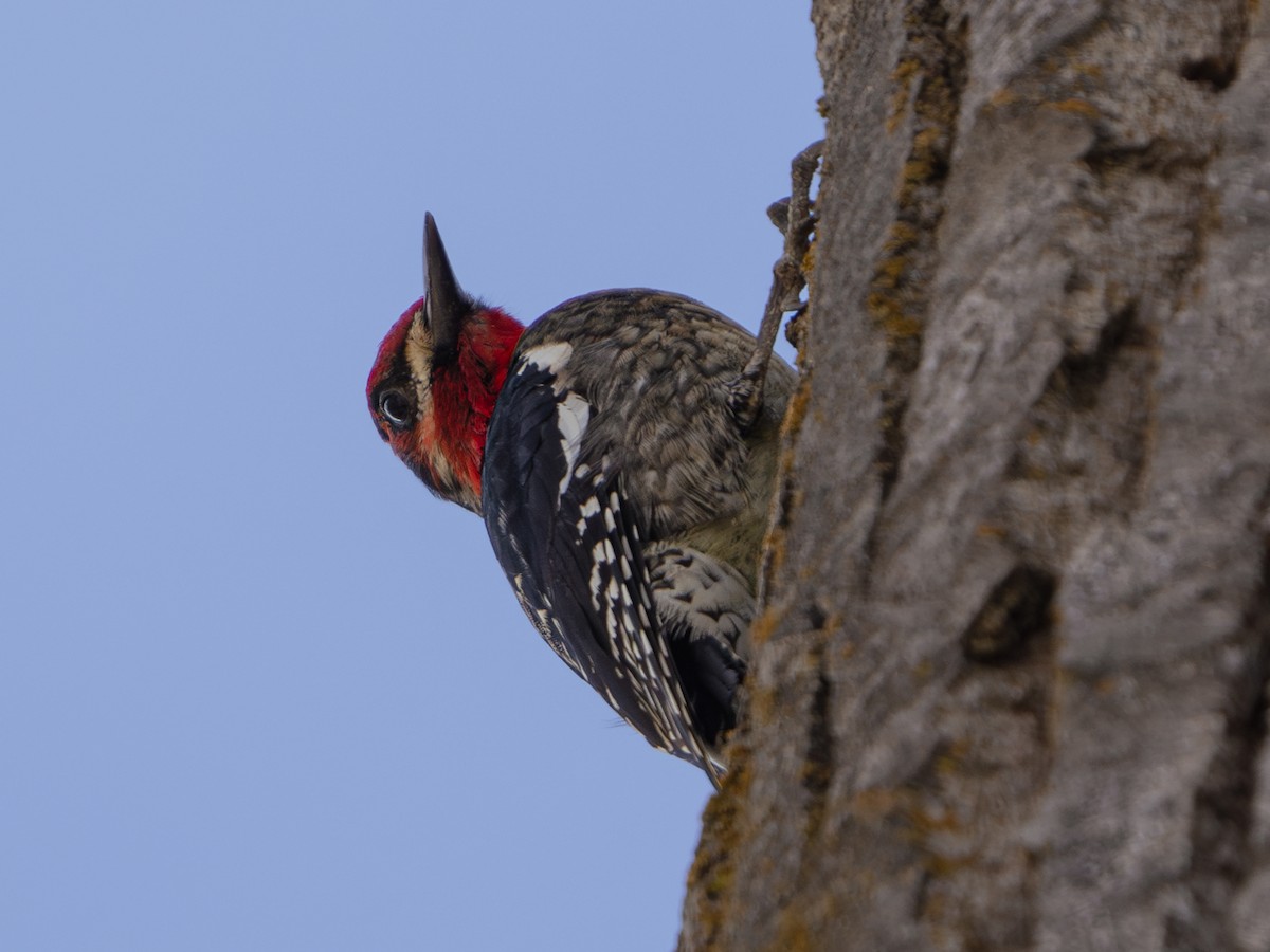 Red-naped x Red-breasted Sapsucker (hybrid) - ML615568654
