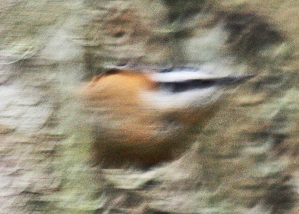 Red-breasted Nuthatch - ML615568680