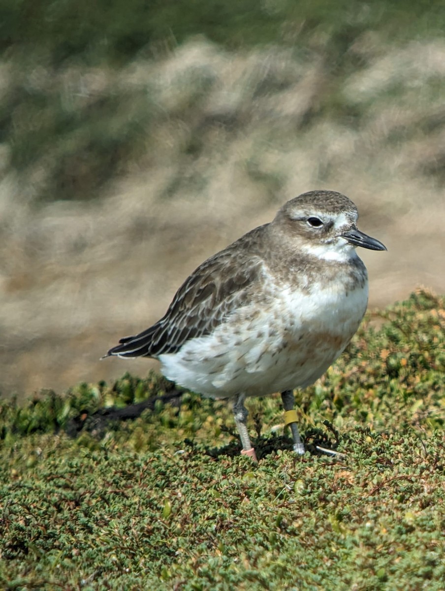 Red-breasted Dotterel (Southern) - ML615568702