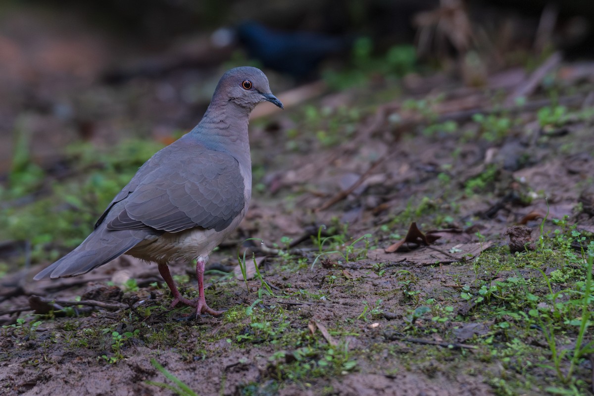 White-tipped Dove (brasiliensis Group) - ML615568813