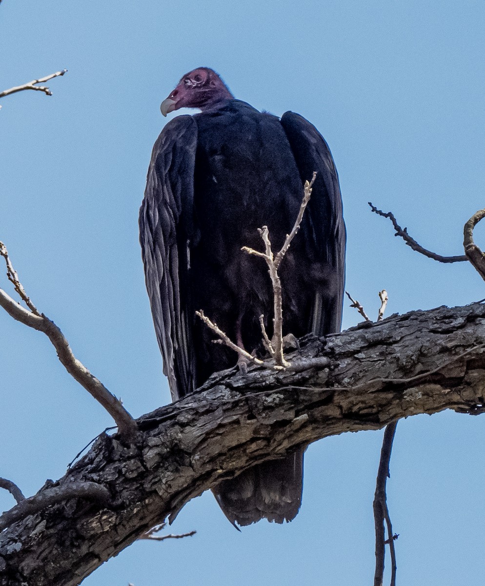 Turkey Vulture - Peter Assmann