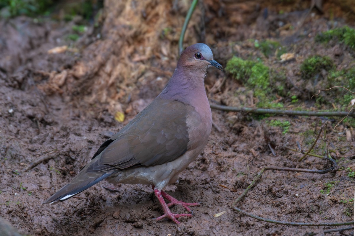 Gray-fronted Dove - ML615568926