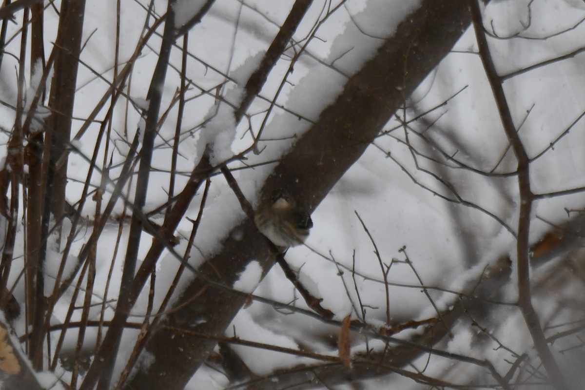 Yellow-rumped Warbler (Myrtle x Audubon's) - ML615568938