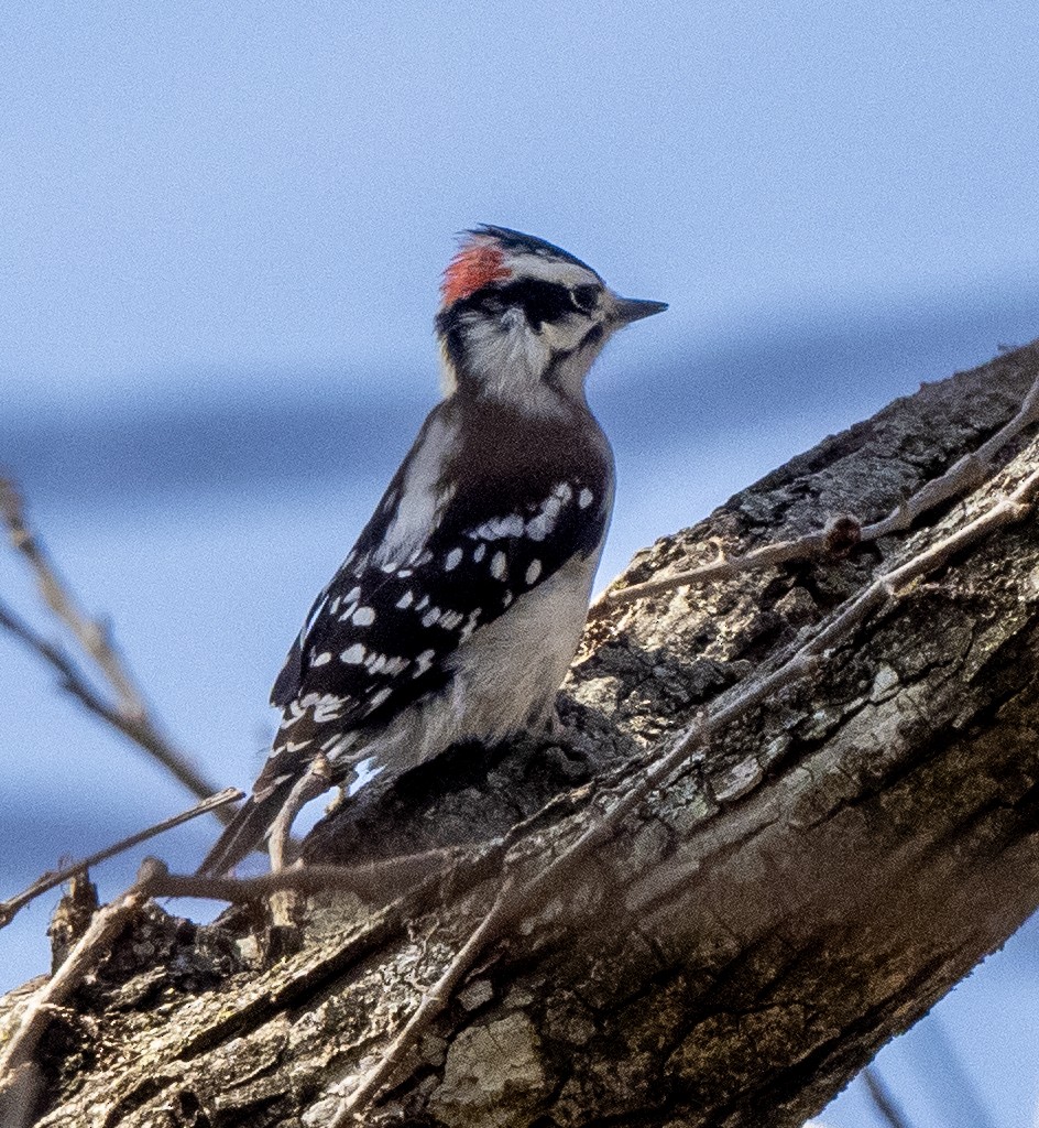 Downy Woodpecker - ML615568971