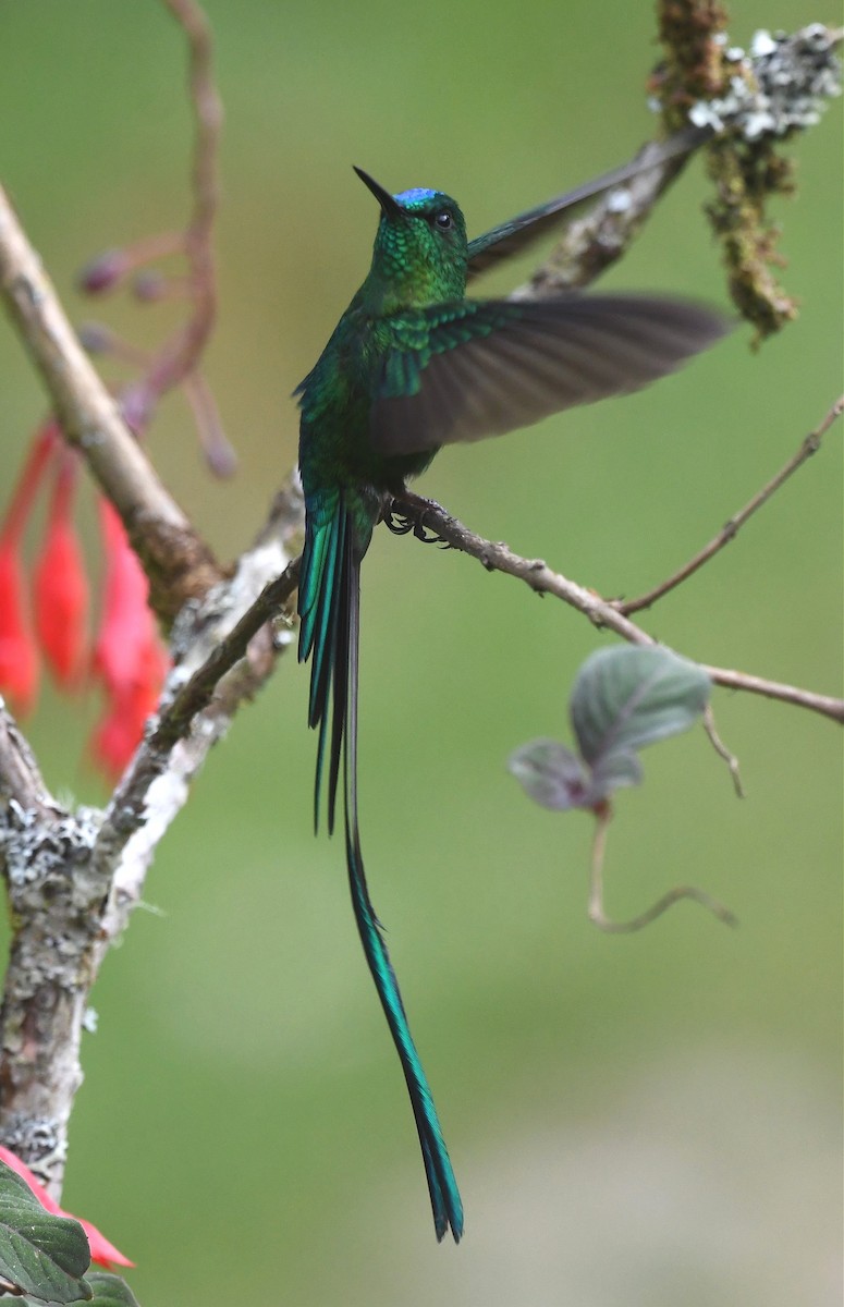 Long-tailed Sylph - ML615569316