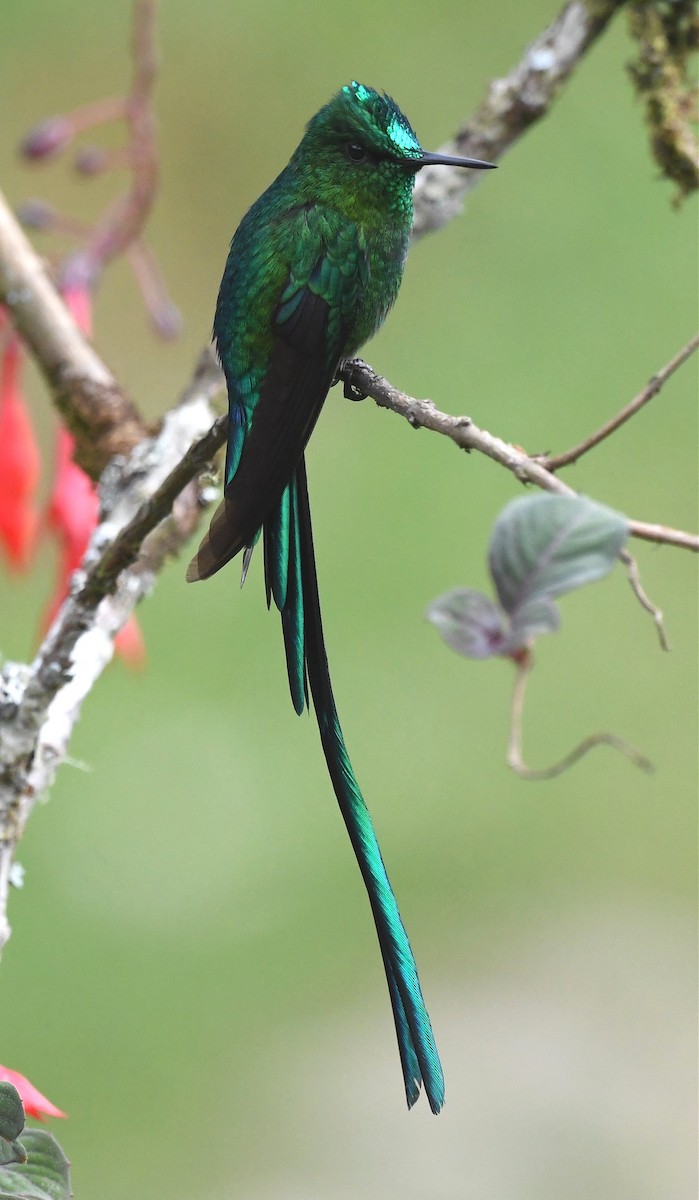 Long-tailed Sylph - ML615569317