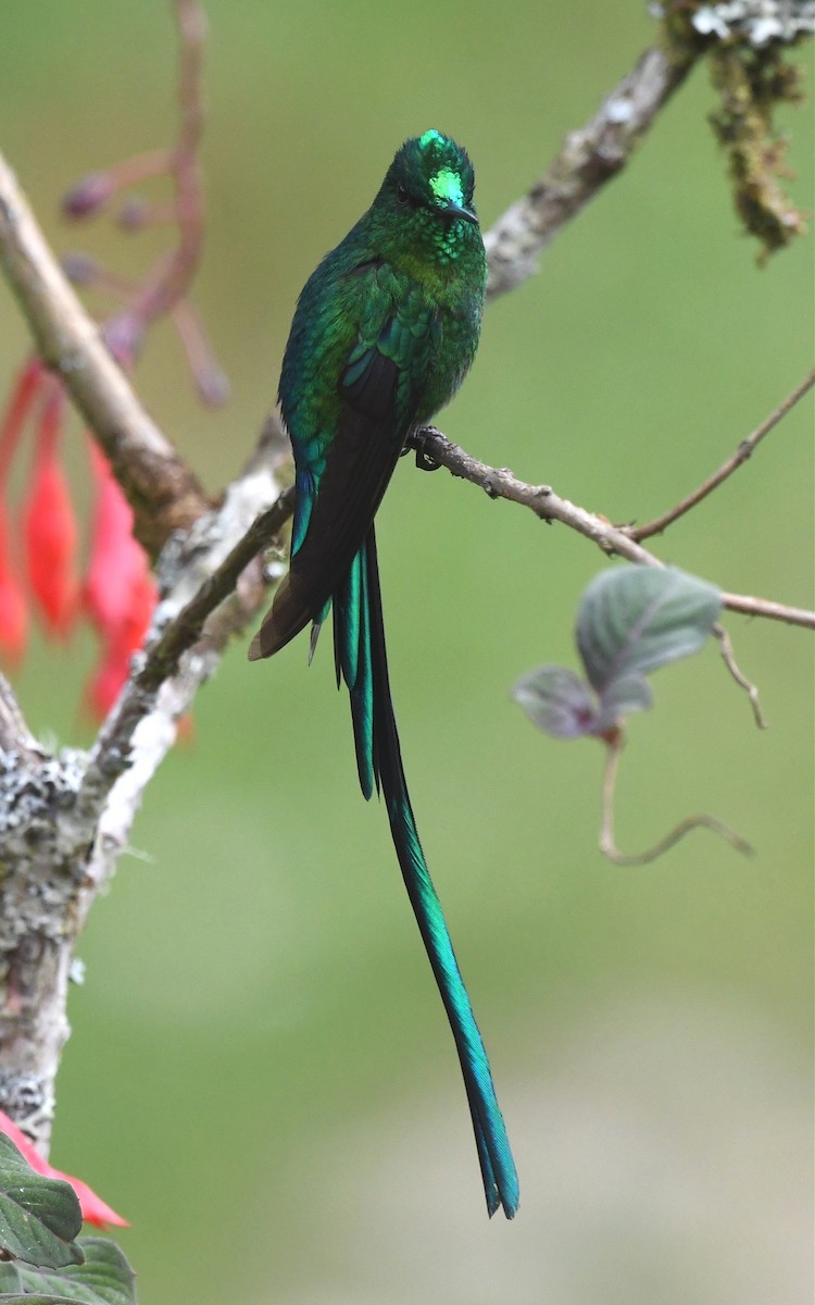 Long-tailed Sylph - ML615569318