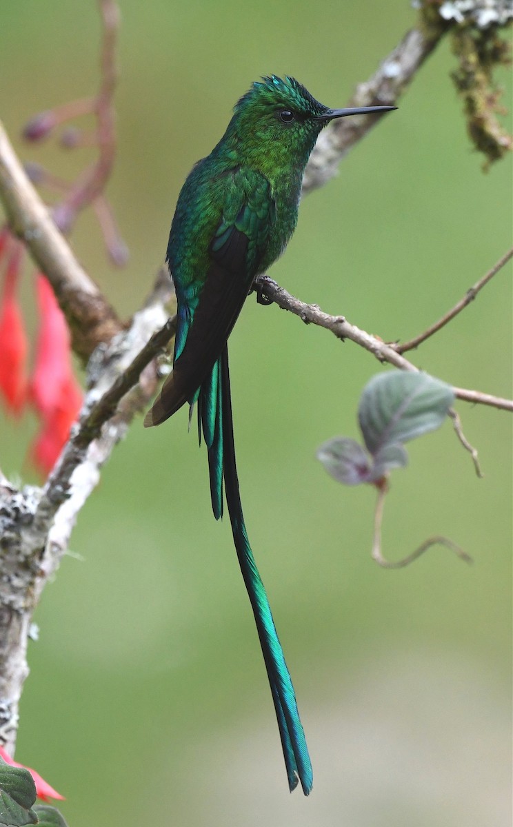 Long-tailed Sylph - ML615569319