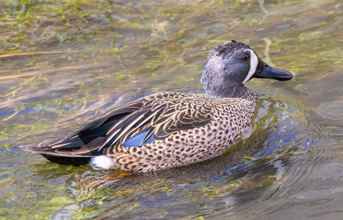 Blue-winged Teal - ML615569375