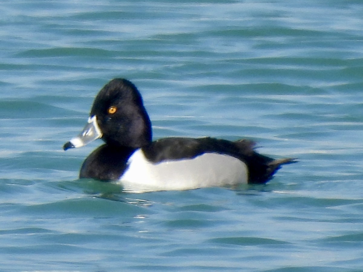 Ring-necked Duck - ML615569390