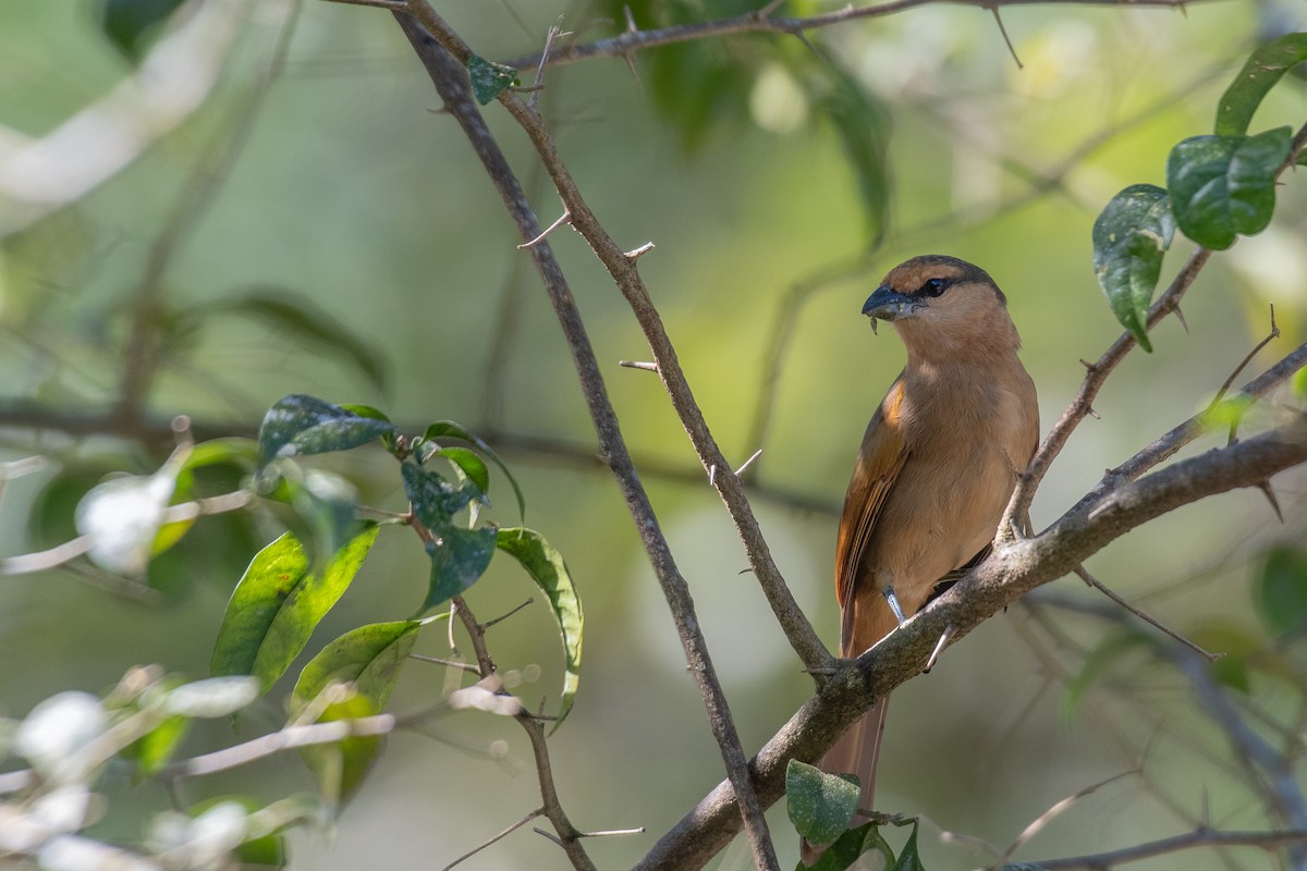 Brown Tanager - ML615569396