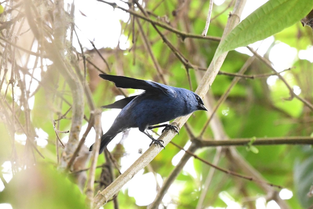 Blue-and-black Tanager - ML615569414