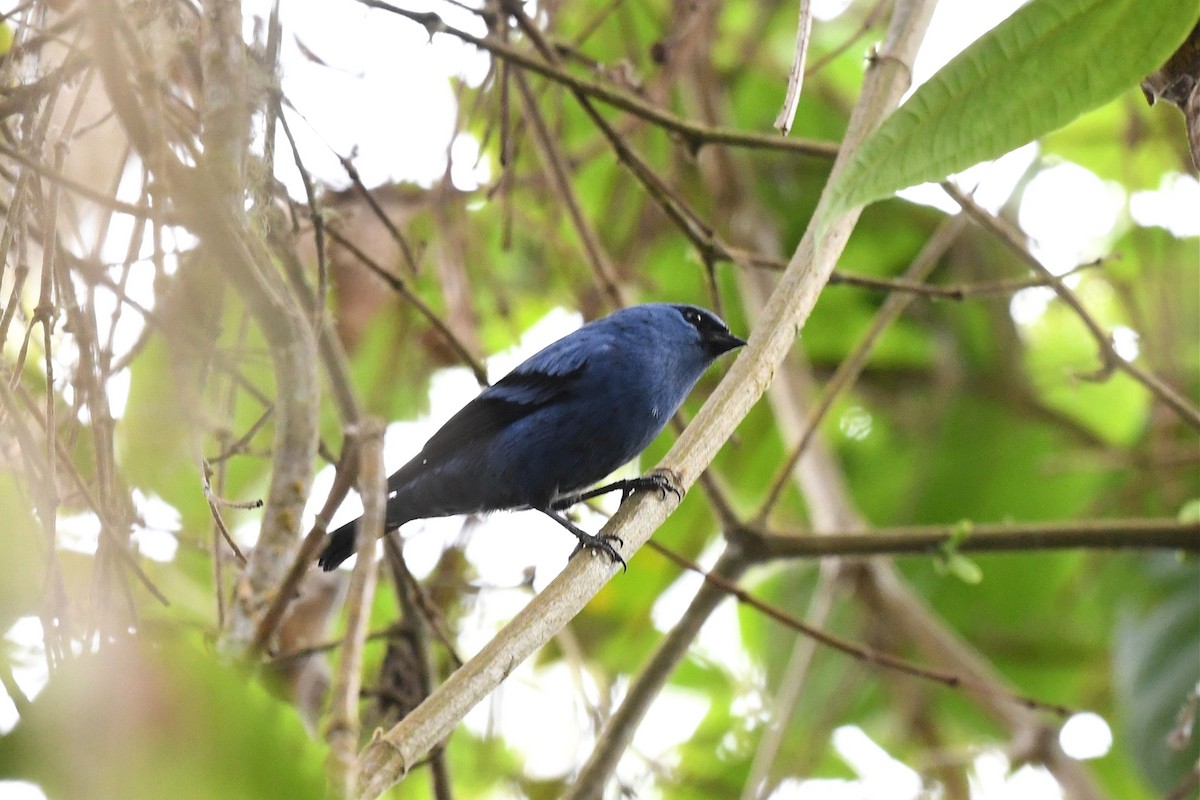 Blue-and-black Tanager - ML615569415