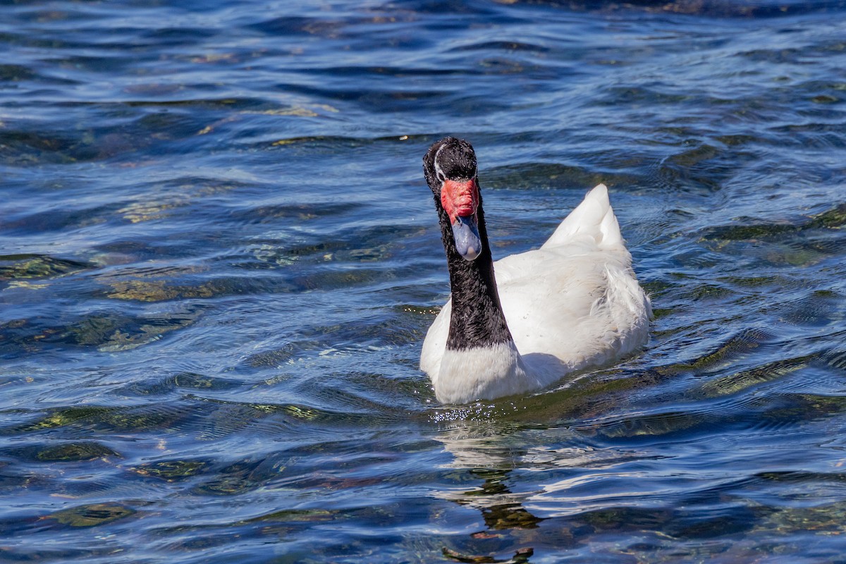 Black-necked Swan - ML615569540