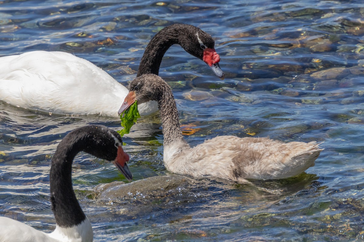 Black-necked Swan - ML615569541