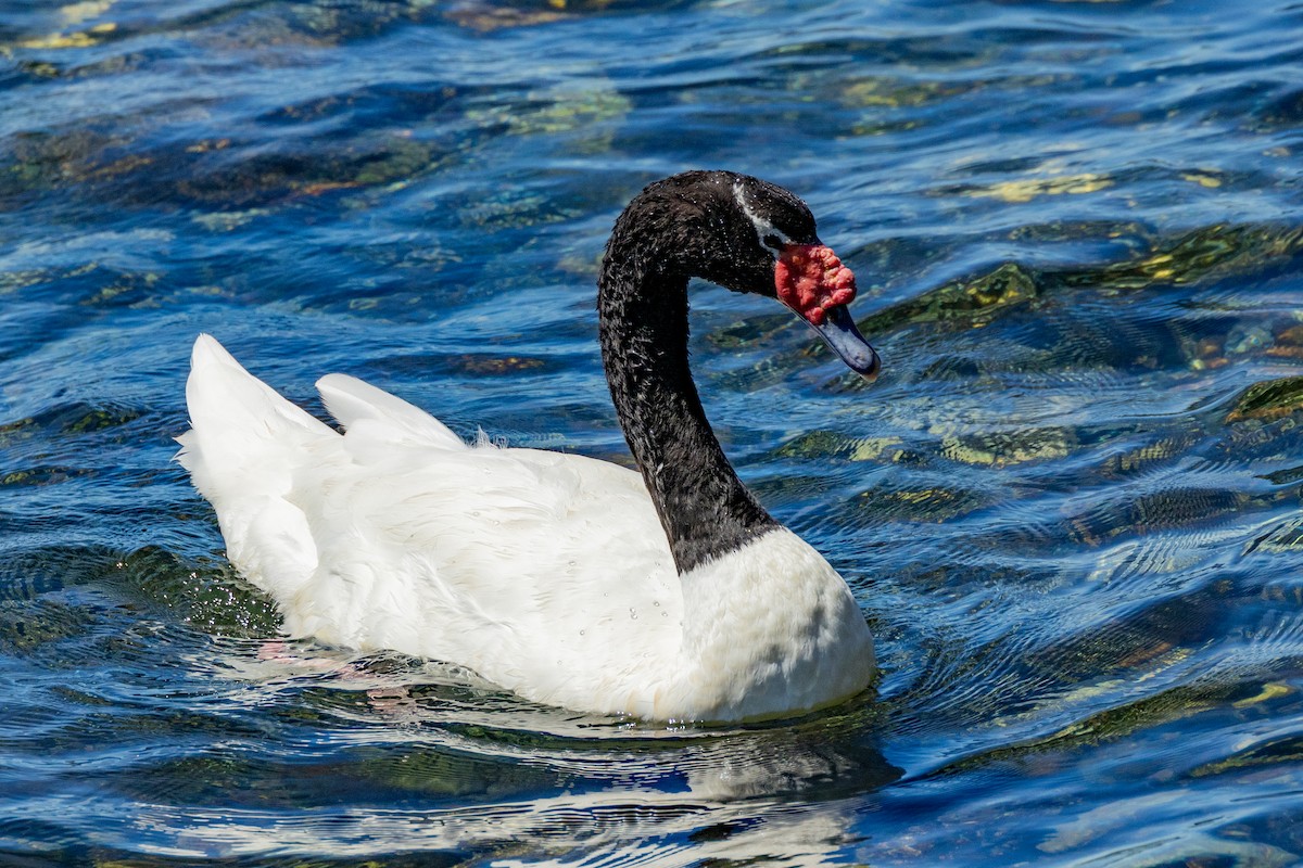 Black-necked Swan - ML615569543
