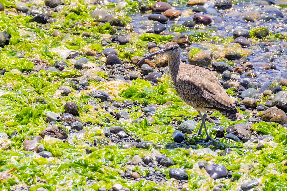 Whimbrel - Charlie Bostwick