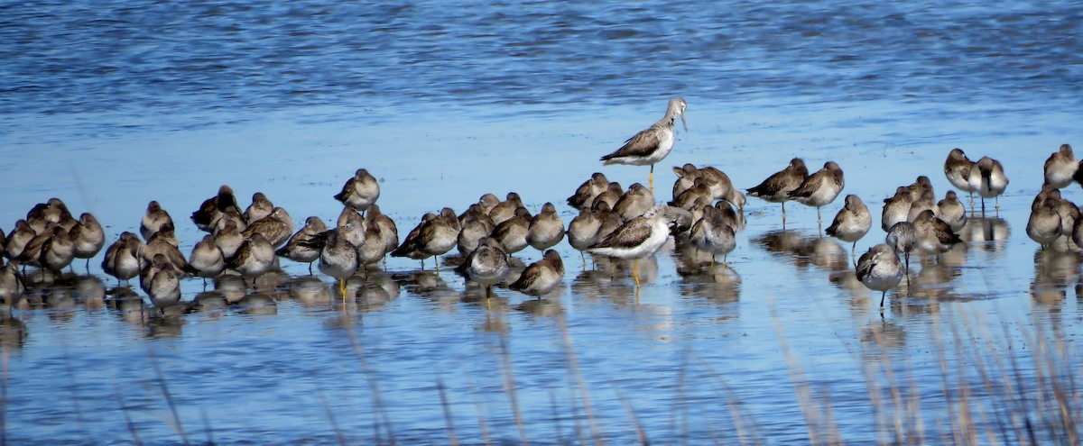 Long-billed Dowitcher - ML615569590