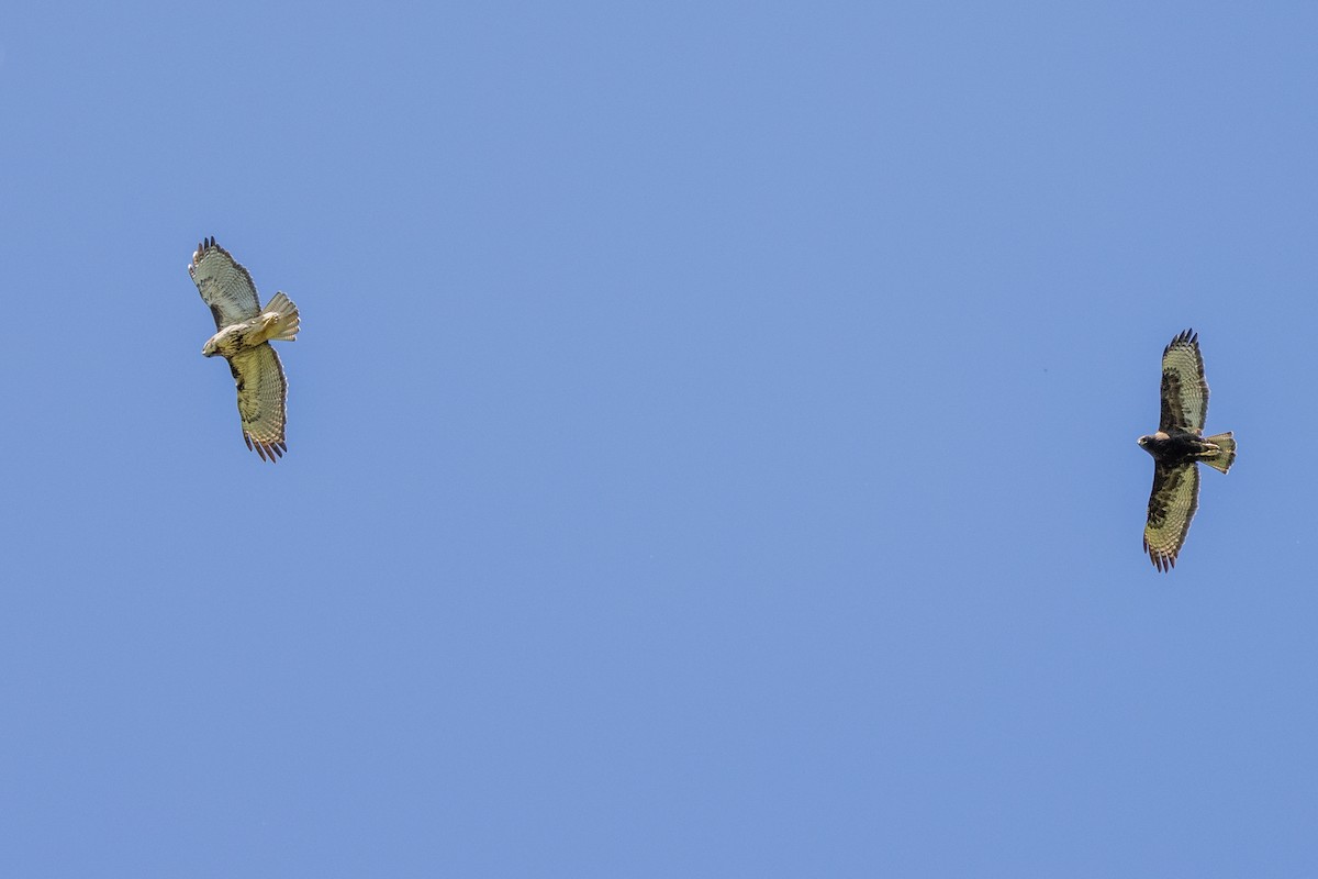 Rufous-tailed Hawk - ML615569648