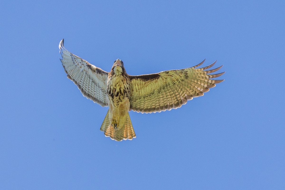 Rufous-tailed Hawk - ML615569650