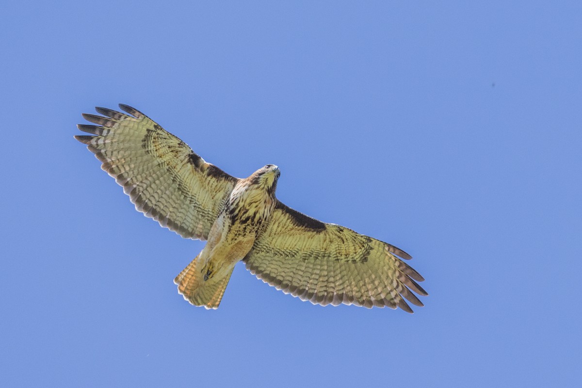 Rufous-tailed Hawk - ML615569651