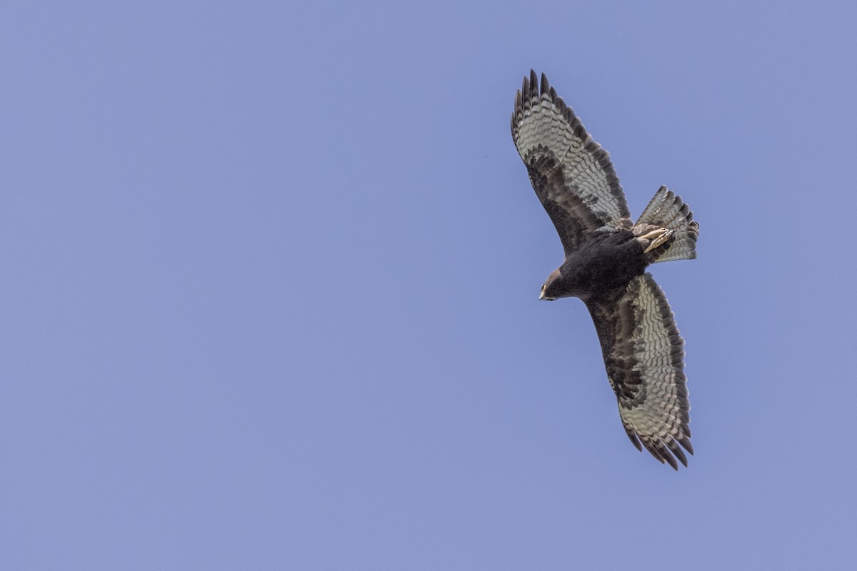 Rufous-tailed Hawk - ML615569652