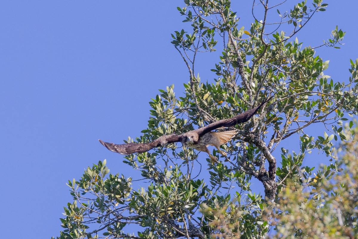 Rufous-tailed Hawk - ML615569653