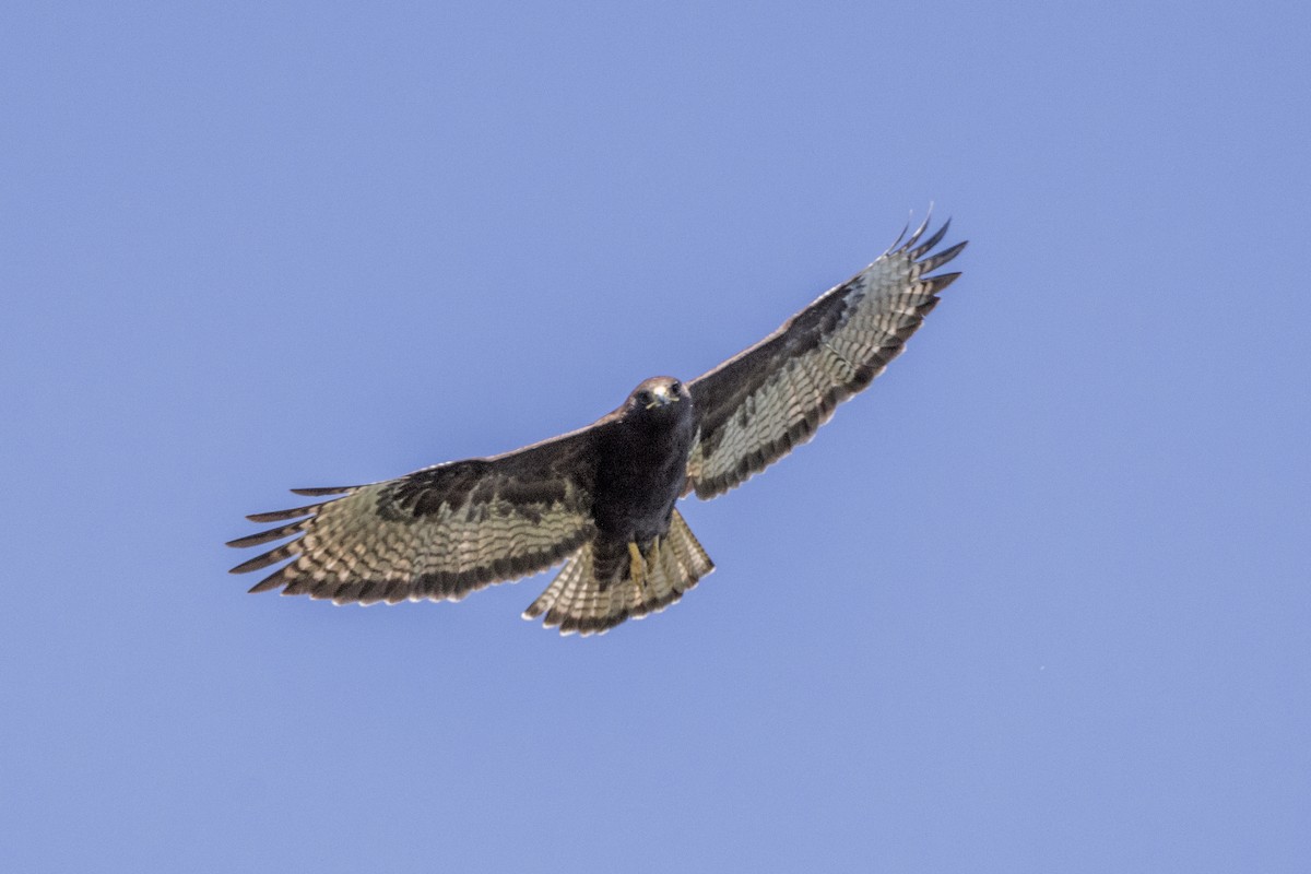 Rufous-tailed Hawk - Charlie Bostwick