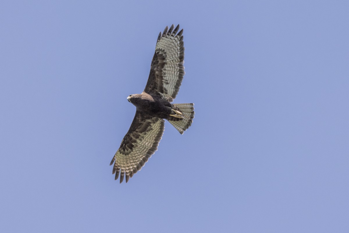 Rufous-tailed Hawk - ML615569655