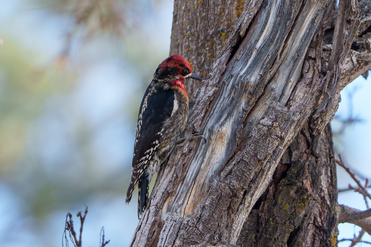 Red-naped x Red-breasted Sapsucker (hybrid) - ML615569857