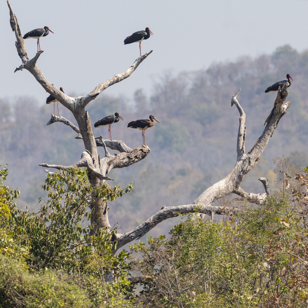 Black Stork - Poorna Parvathala