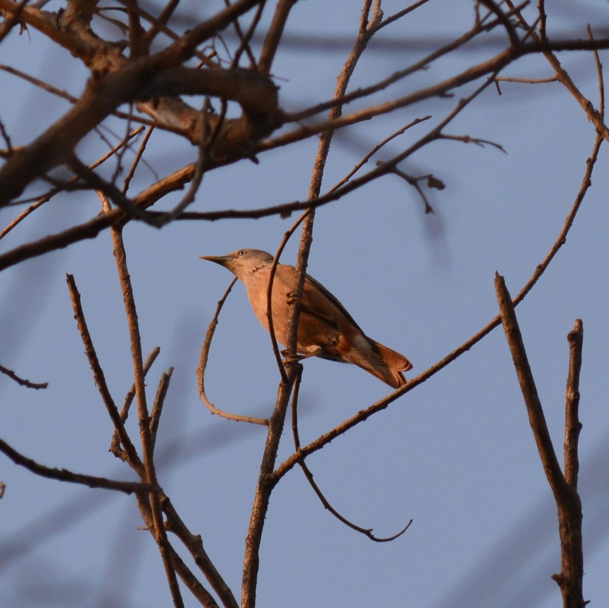 Chestnut-tailed Starling - ML615569981