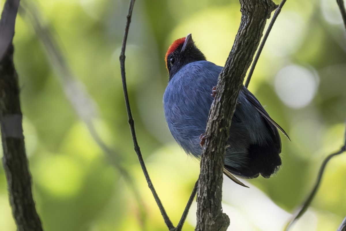 Swallow-tailed Manakin - Robert Lockett