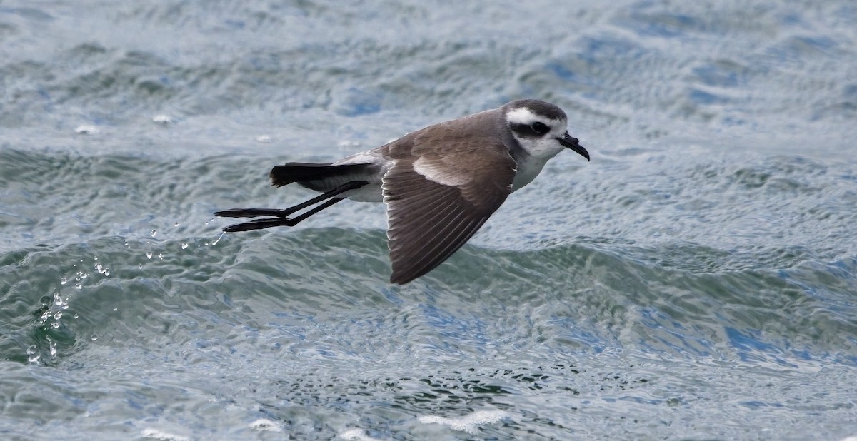 White-faced Storm-Petrel - ML615570082